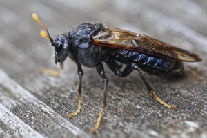 <i>Cimbex femoratus</i> (Linnaeus, 1758) © MADC