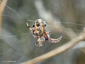<i>Larinioides cornutus</i> (Clerck, 1758) © Y. Montardi