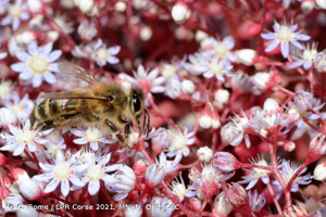 <i>Apis mellifera</i> Linnaeus, 1758 © Q. Rome / LPR Corse 2021, MNHN, OFB, CdC