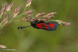 <i>Zygaena loti</i> (Denis & Schiffermüller, 1775) © D. Demergès