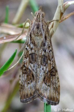 <i>Nomophila noctuella</i> (Denis & Schiffermüller, 1775) © P. Haffner