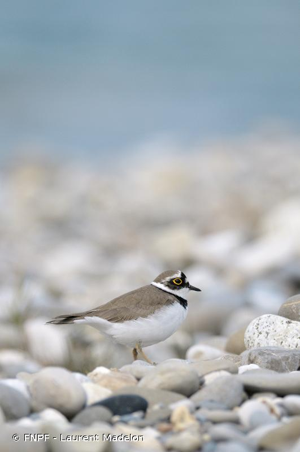 <i>Charadrius dubius</i> Scopoli, 1786 © FNPF - Laurent Madelon