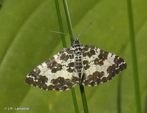 <i>Rheumaptera hastata</i> (Linnaeus, 1758) © J-P. Lamoline