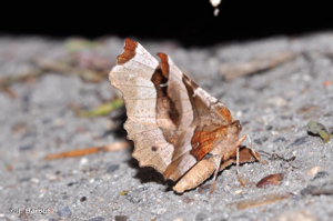 <i>Selenia tetralunaria</i> (Hufnagel, 1767) © J. Barbut