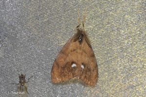 <i>Orgyia antiqua</i> (Linnaeus, 1758) © J. Touroult