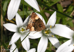 <i>Tyta luctuosa</i> (Denis & Schiffermüller, 1775) © A. Le Nevé