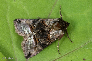 <i>Abrostola tripartita</i> (Hufnagel, 1766) © D. Morel