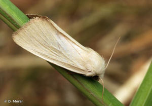 <i>Arenostola phragmitidis</i> (Hübner, 1803) © D. Morel
