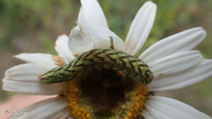 <i>Cucullia chamomillae</i> (Denis & Schiffermüller, 1775) © D. Top