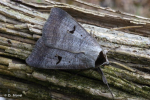 <i>Lygephila pastinum</i> (Treitschke, 1826) © D. Morel