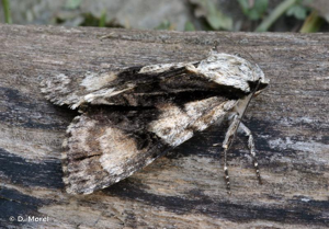 <i>Acronicta alni</i> (Linnaeus, 1767) © D. Morel