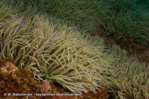<i>Anemonia viridis</i> (Forsskål, 1775) © O. Bianchimani - Septentrion Environnement