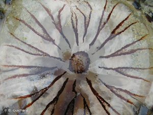 <i>Chrysaora hysoscella</i> (Linnaeus, 1767) © B. Guichard