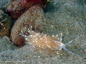 <i>Facelina bostoniensis</i> (Couthouy, 1838) © Benjamin Guichard/OFB