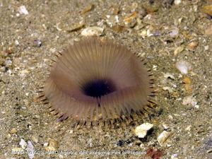 <i>Myxicola infundibulum</i> (Montagu, 1808) © Benjamin GUICHARD/Agence des aires marines protégées