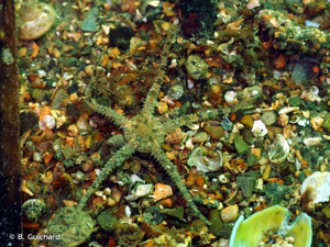 <i>Ophiura ophiura</i> (Linnaeus, 1758) © B. Guichard