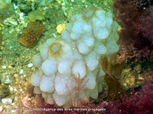 <i>Phallusia mammillata</i> (Cuvier, 1815) © Benjamin GUICHARD/Agence des aires marines protégées