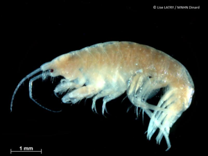 <i>Photis longicaudata</i> (Spence Bate & Westwood, 1862) © L. Latry - MNHN Dinard