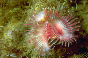 <i>Serpula vermicularis</i> Linnaeus, 1767 © C. Quintin
