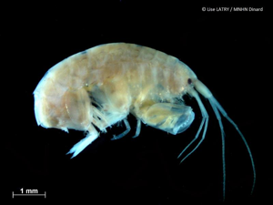 <i>Abludomelita obtusata</i> (Montagu, 1813) © L. Latry - MNHN Dinard