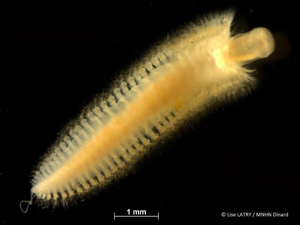 <i>Sigalion mathildae</i> Audouin & Milne Edwards <i>in</i> Cuvier, 1830 © L. Latry - MNHN Dinard