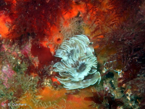 <i>Bispira volutacornis</i> (Montagu, 1804) © B. Guichard