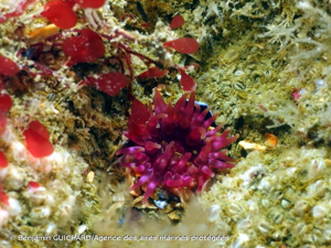 <i>Urticina felina</i> (Linnaeus, 1761) © Benjamin GUICHARD/Agence des aires marines protégées