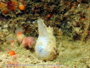 <i>Ascidiella aspersa</i> (Müller, 1776) © Benjamin GUICHARD/Agence des aires marines protégées