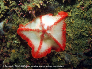 <i>Anseropoda placenta</i> (Pennant, 1777) © Benjamin GUICHARD/Agence des aires marines protégées