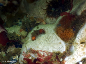 <i>Didemnum maculosum</i> (Milne Edwards, 1841) © B. Guichard