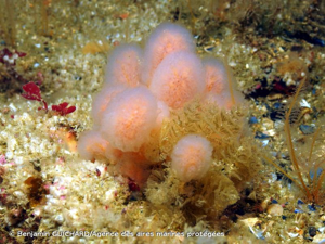 <i>Aplidium punctum</i> (Giard, 1873) © Benjamin GUICHARD/Agence des aires marines protégées