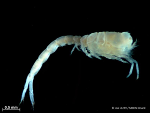 <i>Eudorella truncatula</i> (Bate, 1856) © L. Latry - MNHN Dinard