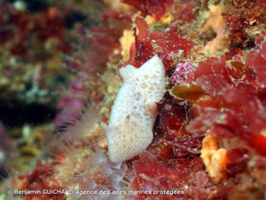 <i>Jorunna tomentosa</i> (Cuvier, 1804) © Benjamin GUICHARD/Agence des aires marines protégées