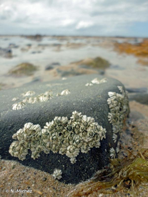 <i>Semibalanus balanoides</i> (Linnaeus, 1767) © N. Michez
