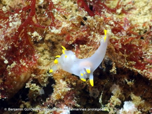 <i>Polycera faeroensis</i> Lemche, 1929 © Benjamin GUICHARD/Agence des aires marines protégées