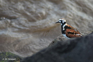 <i>Arenaria interpres</i> (Linnaeus, 1758) © M. Ghislain