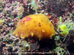 <i>Doris pseudoargus</i> Rapp, 1827 © Benjamin GUICHARD/Agence des aires marines protégées