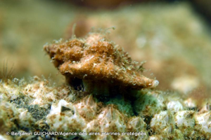 <i>Ocenebra erinaceus</i> (Linnaeus, 1758) © Benjamin GUICHARD/Agence des aires marines protégées