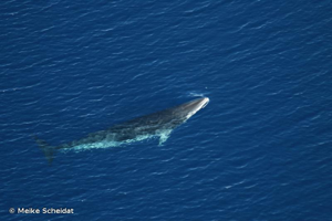 <i>Balaenoptera bonaerensis</i> Burmeister, 1867 © Meike Scheidat