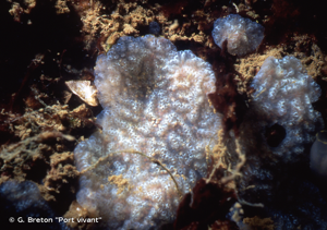 <i>Botrylloides leachii</i> (Savigny, 1816) © G. Breton