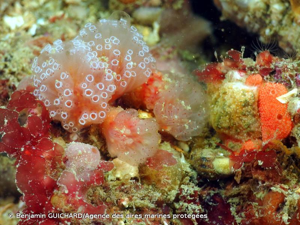 <i>Morchellium argus</i> (Milne Edwards, 1841) © Benjamin GUICHARD/Agence des aires marines protégées