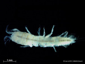 <i>Apseudopsis latreillii</i> (Milne Edwards, 1828) © L. Latry - MNHN Dinard