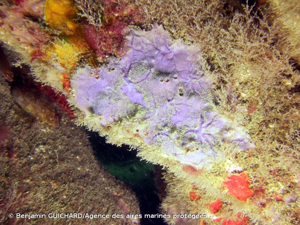 <i>Mycale </i>(<i>Carmia</i>)<i> macilenta</i> (Bowerbank, 1866) © Benjamin GUICHARD/Agence des aires marines protégées