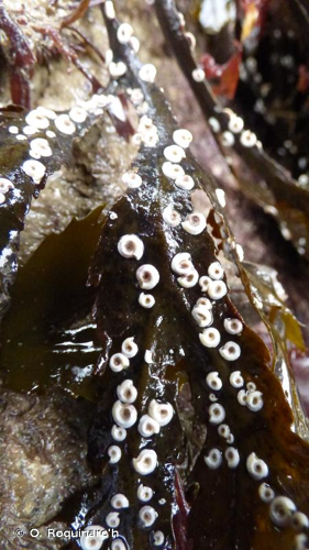 <i>Spirorbis </i>(<i>Spirorbis</i>)<i> spirorbis</i> (Linnaeus, 1758) © O. Roquinarc'h