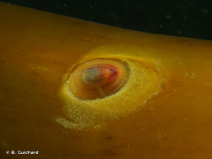 <i>Patella pellucida</i> Linnaeus, 1758 © B. Guichard