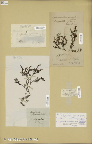 <i>Halopteris scoparia</i> (L.) Sauv., 1904 © RENOBOTA - MNHN