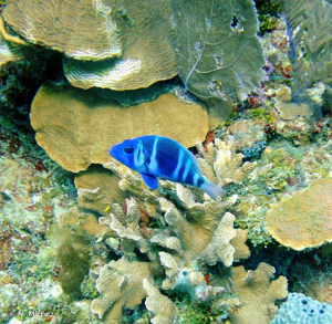 <i>Hypoplectrus indigo</i> (Poey, 1851) © N. Michez
