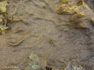 <i>Pylaiella littoralis</i> (L.) Kjellman, 1872 © M. La Rivière