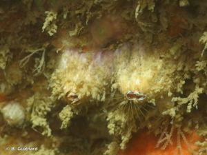 <i>Perforatus perforatus</i> (Bruguière, 1789) © B. Guichard