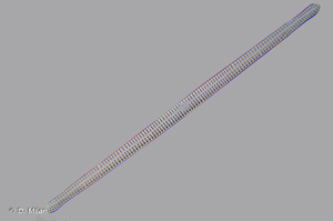 <i>Ulnaria ulna</i> (Nitzsch) P.Compère, 2001 © D. Milan